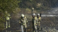 El bosque incinerado, por Joan