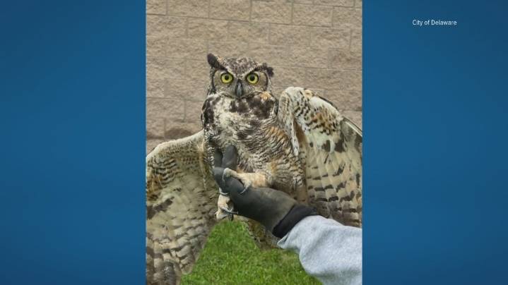 Delaware city employee helps rescue injured great horned owl