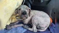 Missouri's Hairless Dog Stuns Everyone With His Astonishing Transformation Into A Brand