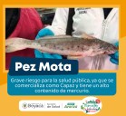 Advierten sobre el consumo de pez mota por tener alto contenido de mercurio