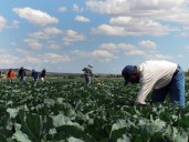 True meaning of Labor Day is lost if immigrant workers are excluded