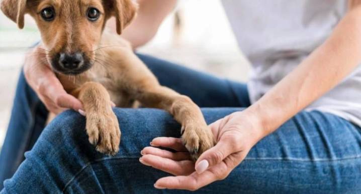 Día de la Adopción: la urgencia de apoyar albergues y promover la adopción responsable en el Perú