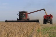 Menos soja. Advierten sobre una caída de hasta 1,35 millones de hectáreas en la siembra del cultivo que más dólares genera
