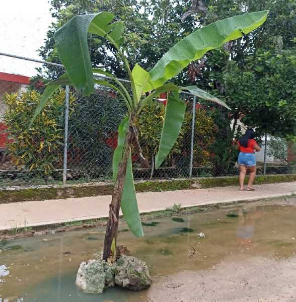 Plátano visibiliza hoyanco