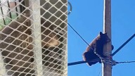 Rescate seguro del oso cachorro en Cananea