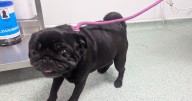 Shocking state of 'poo-covered' garden where woman kept dog tied