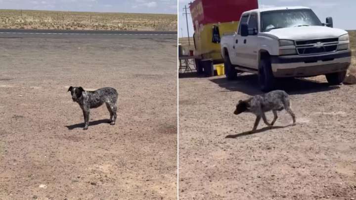 Dog Trapped On A Colorado Highway Survives Weeks Alone Until A Rescue Changes Her Life