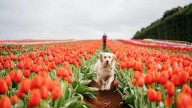 Arts & flowers in Tasmania in spring