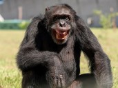 Un estudio revela que los chimpancés consumen el equivalente a dos o tres vasos de cerveza al día