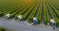California's undocumented farmworkers built families and communities. Now they face an uncertain future