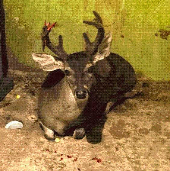 Rescatan a ciervo herido que entró a una casa en Ciudad de México (VÍDEO)
