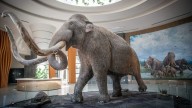 Mamut mexicano: fósiles hallados en el AIFA podrían ser de una nueva especie