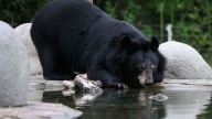 Skagit County woman sentenced for black bear trafficking