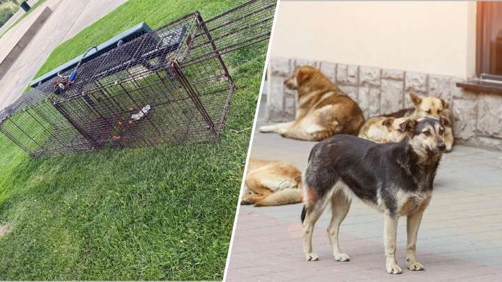 Ciudad de Las Vegas busca resolver problema de perros callejeros