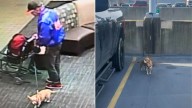 Pennsylvania Chihuahua Abandoned At The Airport Prompts Swift Police Action