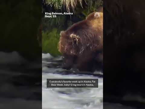 Iconic Fat Bear Week contest returns to Alaska
