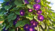 Morning glory vines add color to the top of your garden