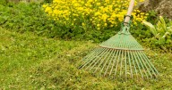 Get rid of moss and grow greener lawns with 1 simple item this month