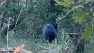 Bear or javelina? Texas Parks & Wildlife clears up San Antonio mystery