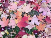 Mass. weather: Cold front brings autumn