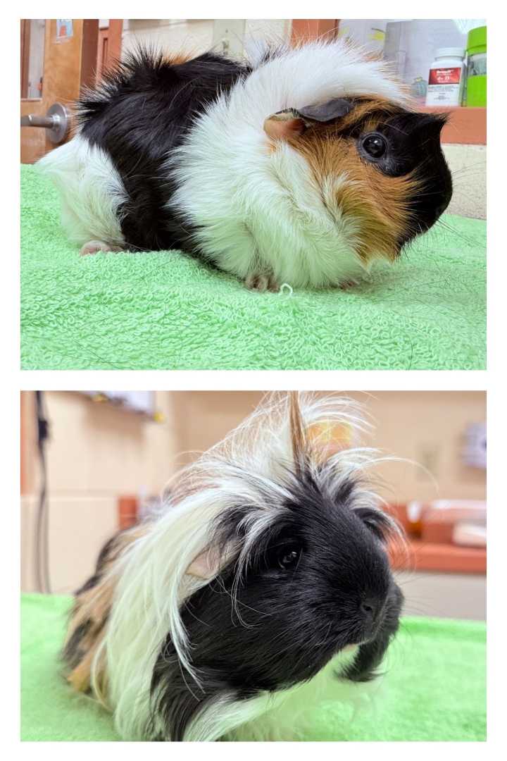 A ‘fashion magazine’ pair and many other guinea pigs need homes at Dakin