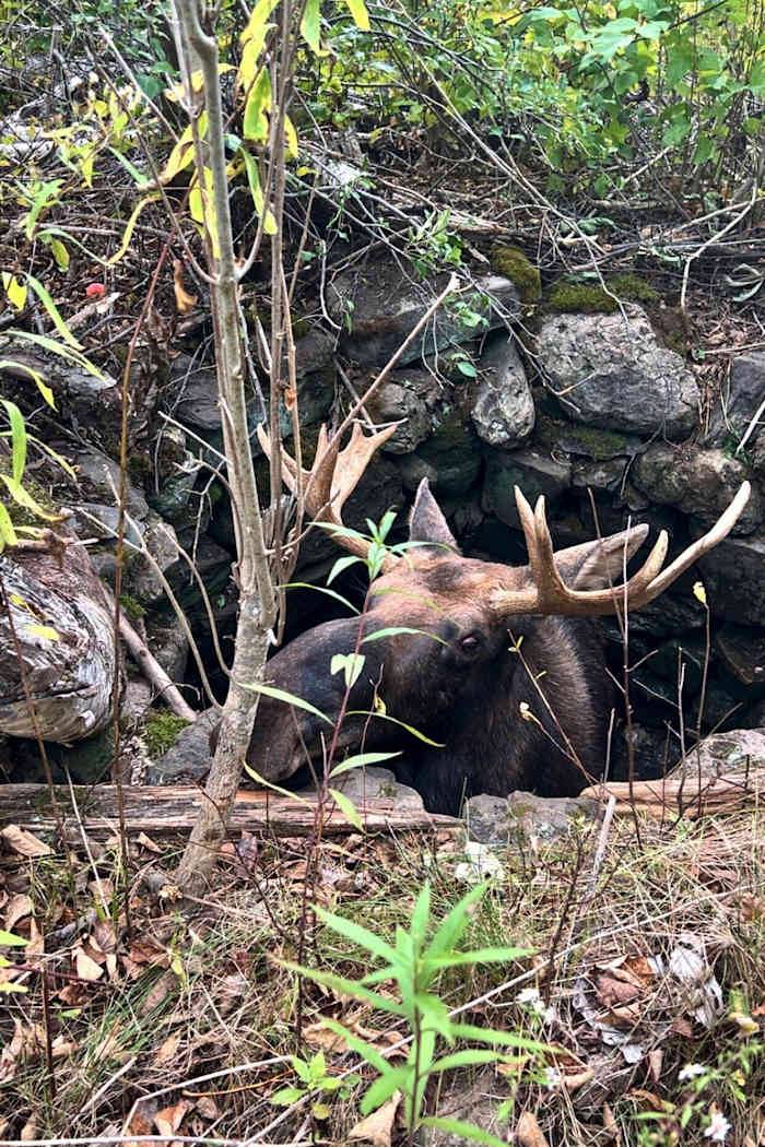 Maine wardens rescue moose trapped for hours in abandoned well