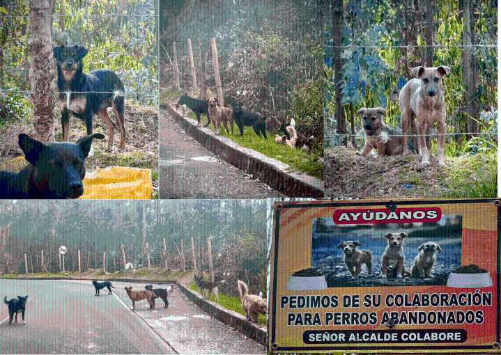 Perros ferales, ¿quién se hace cargo?