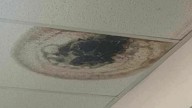 Parents, teachers, worry mold is making students sick