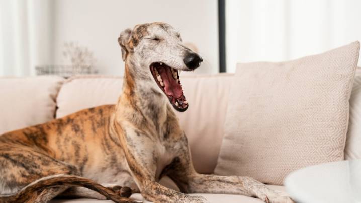 Qué significa que tu perro bostece cuando lo mirás, según veterinarios