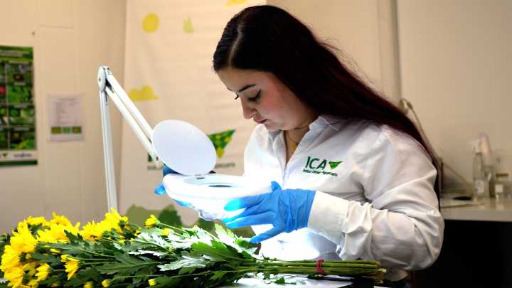 Colombia triplicó la exportación de flores a diferentes países para la celebración del Día de la Madre