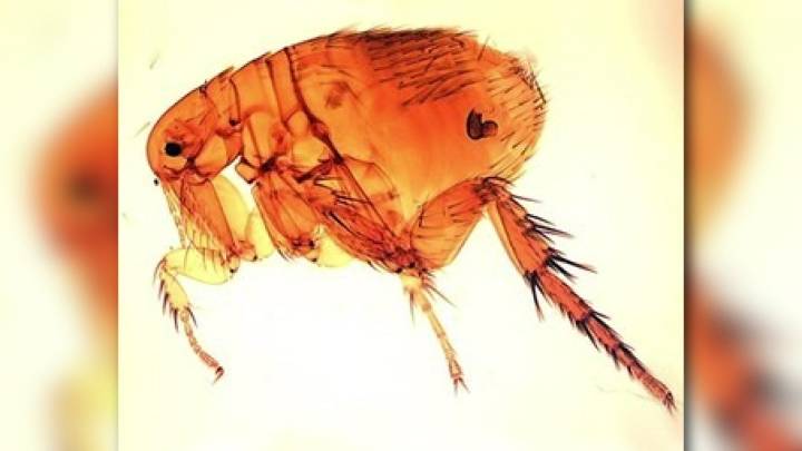 Symptoms of flea-borne typhus often confused with other illnesses