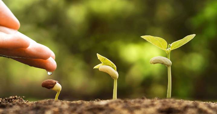 Advance Agrolife IPO Opens For Subscription Today — Key Details To Know Before Bidding: HDFC Securities Report
