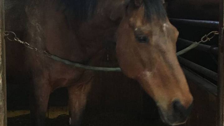 Haru Urara, Japan’s famous losing racehorse, dies at 29