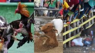 ¿Por qué la Corte extendió la prohibición de la tauromaquia a las corralejas, el coleo y las peleas de gallos?: el impacto cultural