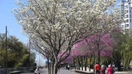 ¿Qué se espera para la primavera 2025?: pronostican temperaturas más altas y contrastes en las precipitaciones