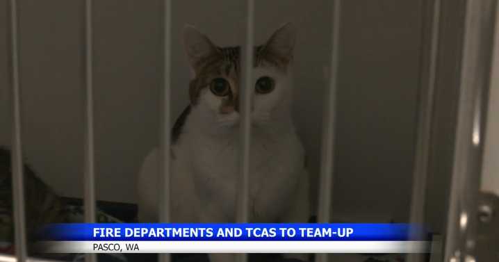 "Felines and Firefighters" looks to clear out space for new animals at TCAS