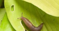 Banish slugs from your garden for good with this one plant