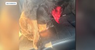 Caldwell dog stabbed with fork while protecting home from intruder