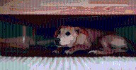 Fiestas patrias 2025: ¿Cómo proteger a tu perrito de la pirotecnia hoy 15 de septiembre?
