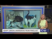 Give Simon & Mangrove from Pinellas a fur