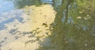 6 cyanobacteria blooms reported on Winnipesaukee