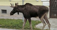 A border-crossing moose named Emil keeps wandering on the streets — and train tracks — of Austria