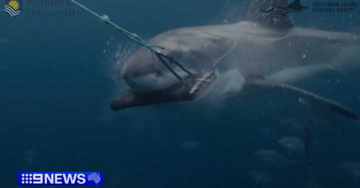 Bite-resistant wetsuits put to test against great white shark