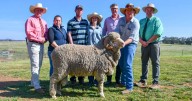 Langdene Merino September 2025 ram sale Dunedoo results