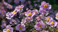 The Best Way To Propagate Japanese Anemones For A Fall Garden Full Of Color