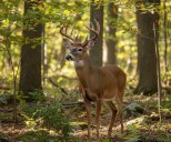Deadly deer disease confirmed in Mercer, Lawrence Counties; Hunters urged to report sightings
