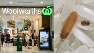 'Serious pest': Invasive beetle larvae found in nappy product sold at Woolworths across Australia sparking investigation