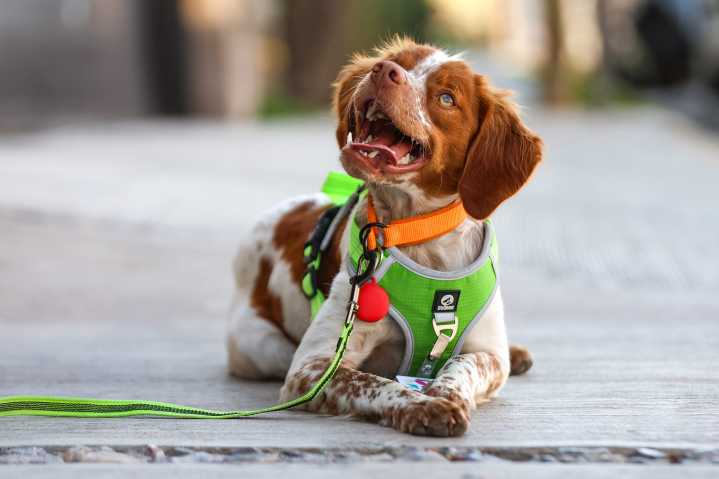“Manchas”, el perro que detecta fugas de agua: cómo le hace