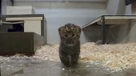 Behind the scenes look at amur leopard cubs at Chicago area zoo
