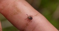 Lyme Disease: What To Know About Symptoms, Treatment & Prevention